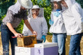 The art of beekeeping exhibited