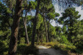 Driving through the Mandraki Forest