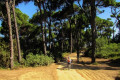 Driving through the Mandraki Forest