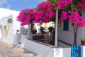 Bougainvilleas in the Sifnian village of Artemonas